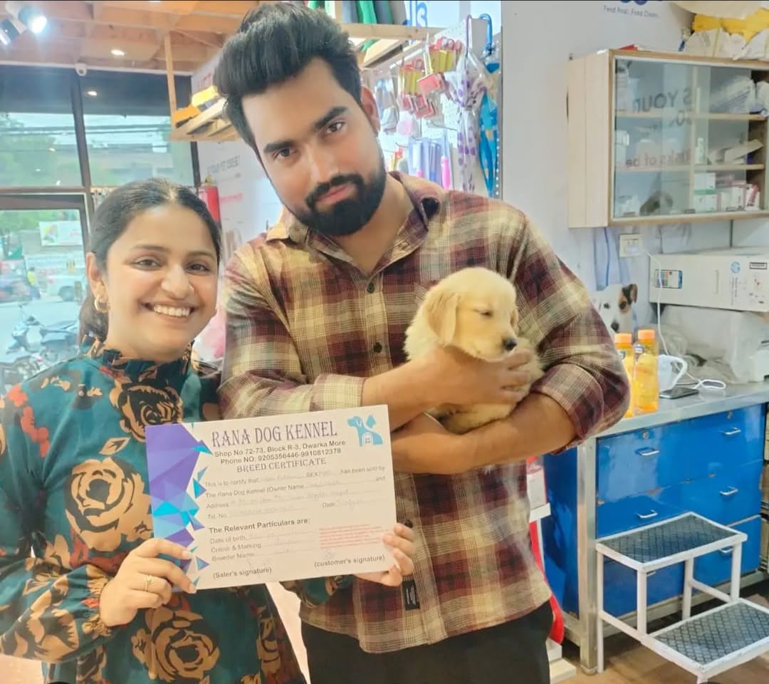 Golden Retriever India